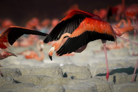 Flamingos